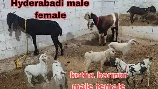 Khubsurat bannur Ka Joda Hai available Hyderabadi Kotha Hansa male available ine Hyderabad 
