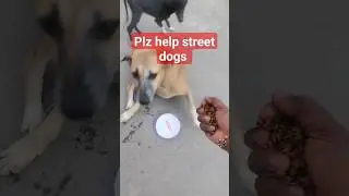 please help homeless dogs #doglover #puppy #happiness #shorts #viral
