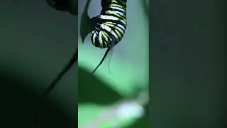 Super-bright face-muncher. Hungry pets are finally on-scene!  #natureislit #insect #butterfly #macro