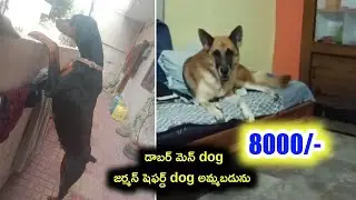 Doberman, Gsd dogs for sale in telugu/8184868129 /aj pets 