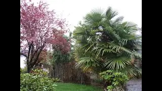 Trachycarpus Palm trees in Nova Scotia with zero Winter protection. Yes or No?