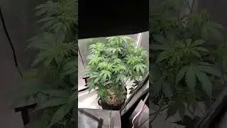 Runtz Auto #runtz #seedsman #cannabis