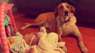 Olivia and the Arf-Arf Show | Episode 1