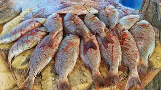 Colourful Spangled Emperor Fish Cutting | Spangled Emperor Fish For Fry | Mr. Sampath