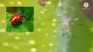 Kutu Daun di Mikroskop