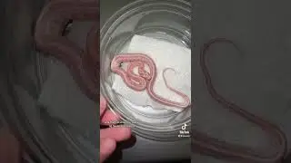 Pink snake order packing! What do you think?