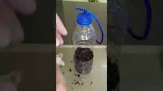 DIY pots for recycle for plants Tangled heart plant ♻️ #recycle #plantpots