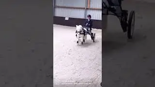 HOW ADORABLE IS ARTHUR THE MINI HORSE DRIVING?! 🐴😍 #streamhorsetv #minihorse #horses #cute #shorts