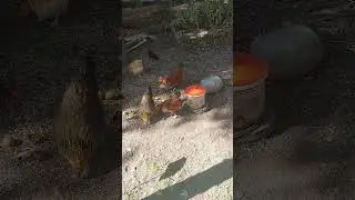 Chickens Devour Bugs In The Backyard Garden! #chicken #freerangechickens #freerangeeggs