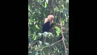 Monkeys eating