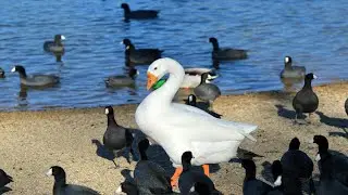TOP 20 WATER BIRD!