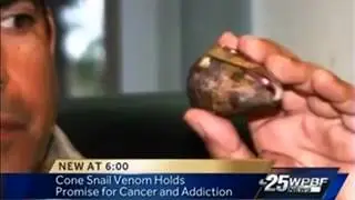 Cone Snail Venom Holds Promise for Treating Cancer and Addiction