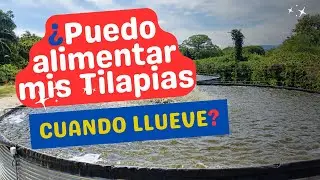 Llovió y no se como alimentar mis Tilapias