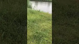Cărășel 🐟🐟🐟