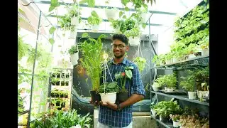 Indoor Plants Online Store | Earth Art | Plant Every Where | Skylark Tech And Travel by Sayed Ansari