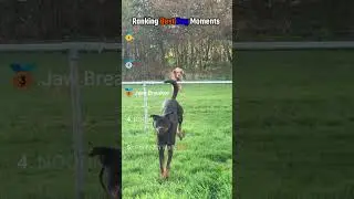RANKING Best DOG 🐕 Moments #shorts