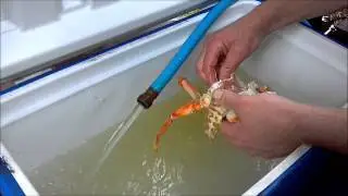Crabbing in Santa Cruz and cleaning Crab