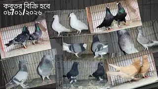০৮/০১/২০২৬ কালেকশন করা কবুতর নসাদ ভাইয়ের ও আমার #pigeon #somratshimul 