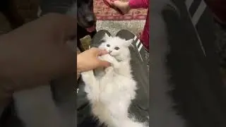 Dog want to play with cat | roxycheeni | review reloaded | #short