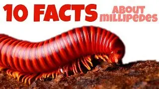 TOP 10 FACTS ABOUT MILLIPEDES (UNBELIEVABLE)