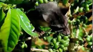 A journey through Unique Origins and Production of Civet Coffee #coffee #civet #kopiluwak #mystery