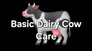 Basic Dairy Cow Care