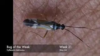 Bug of the Week 21