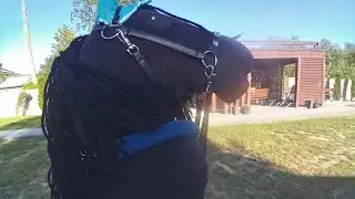 Jazda na Raven i informacje ( ucieczka przed szerszeniem) ( na kanale nie pojawi się vlog z końmi 😭)