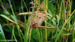 Nature Reserves Fund intro