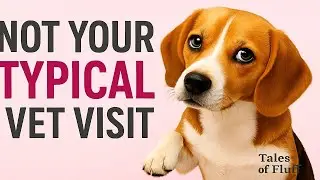 Not Your Typical Vet Visit | Well Adjusted Pet Ep.15