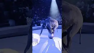 Amazing #elephants  riding a ball - Unbelievable Circus Tricks