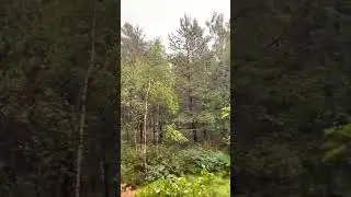 Trail In Lithuanian Forests