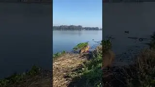 Capybara eats plants in the water #capybara #カピバラ #capivara #asmr #capy #wildanimal #wildcapy