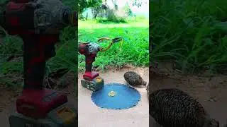 Wild chicken trap with simple tools #farming #shorts