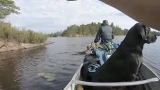 4 Days (65 km) Rainy Lake Canoeing with a Dog in Ontario Backcountry 