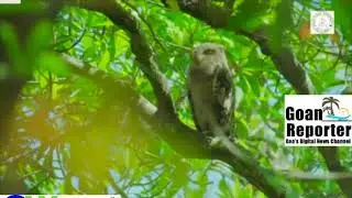 Goan Reporter News Channel:: Goa a treasure house for nature lovers # A film by Department of Forest