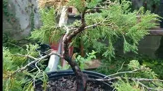 JUNIPER BONSAI MARETIAL UNWIRED #JUNIPERBONSAIMARETIALUNWIRED