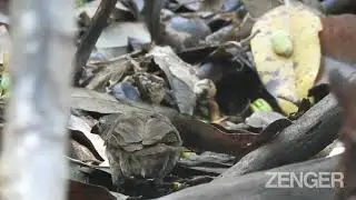 Critically-Endangered Birds Laying Eggs On Galapagos