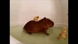 Capivara feliz