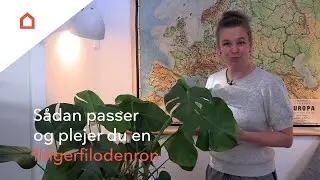 Fingerfilodendron: Guide til pasning og pleje
