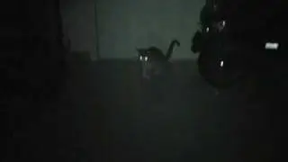 Japanese Ghost Cat