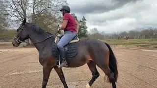 A Dressage Bit For Zack