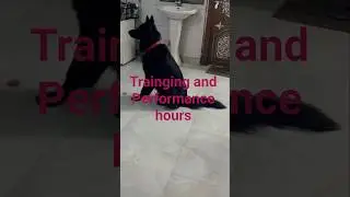 Don traning and performance. #donthedog #desidog #dogshorts #pets hard work