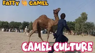 fatty Camel #Camels #Camel #camelculture #camelracing