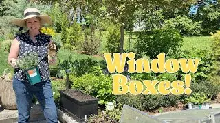 How to Plant Window Boxes for Summer | Long-Lasting Blooms All Season!