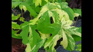 Acer macrophyllum 'Mieke' Mieke Big Leaf Maple