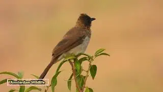 Common bulbul sound in Morocco, (Pycnonotus barbatus), bird song