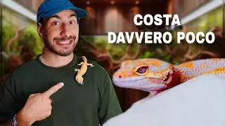MOTIVI PER PRENDERE UN GECO LEOPARDINO | IL RETTILE PERFETTO PER PRINCIPIANTI