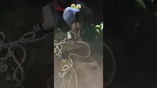 day 355 of saving animals life #ytshorts #viralvideo #bull #cows #viralvideo #viral #shortsfeed #yt
