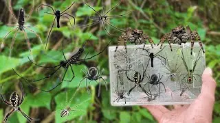 Hunting top spiders with different type !! orb spider, black weaver spider, orchard spider